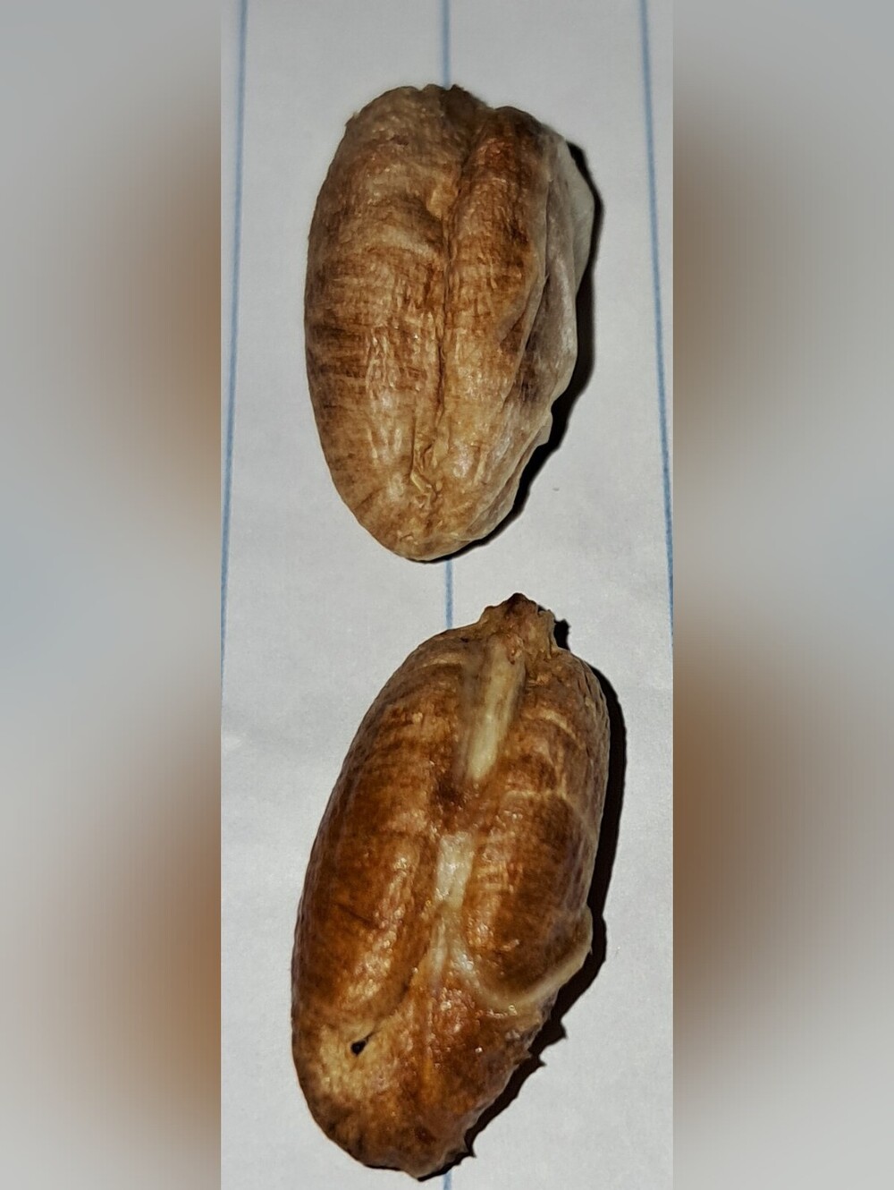 FREE with PURCHASE SEEDS - SAUDI ARABIAN DATES